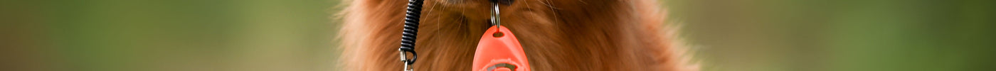 Alles wat je moet weten over clickers en clickertraining