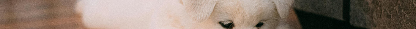 Je puppy ophalen en veilig vervoeren naar huis: zo doe je dat goed