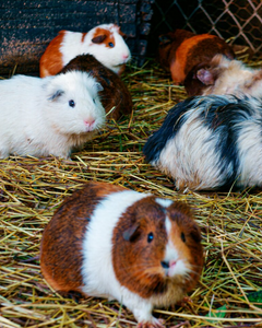 Bodembedekking & nestmateriaal