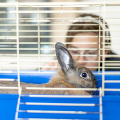 Knaagdierhokken voor binnen en buiten