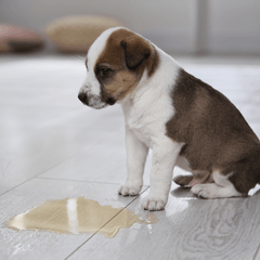 Zindelijkheidstraining voor puppy’s