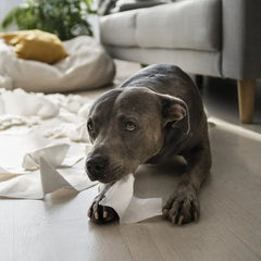 Vuurwerkangst bij honden en katten