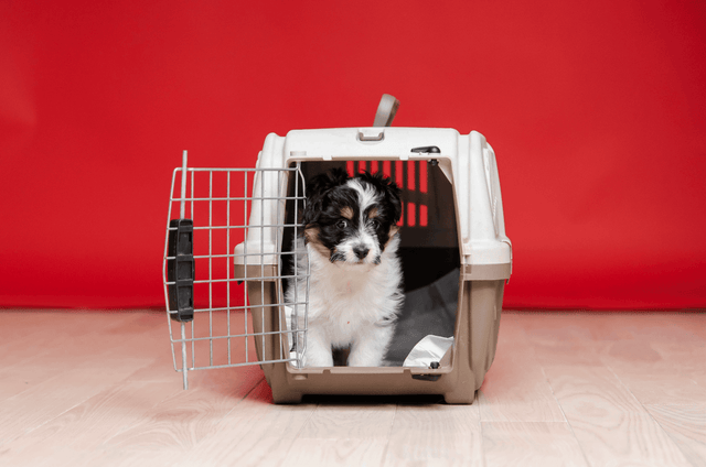 Reisbenodigdheden voor puppy's - Fidello