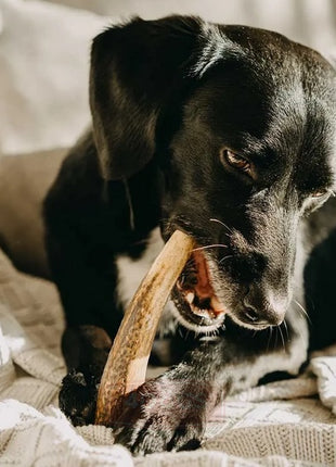 4DOGS Gryzak z poroża M hard