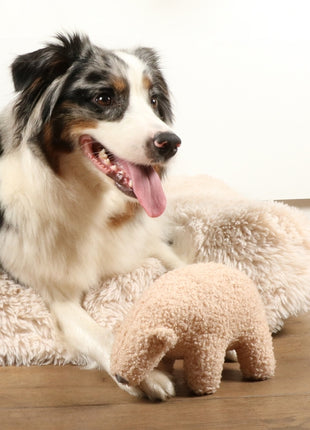 D&D Hundespielzeug Banjo Teddystoff