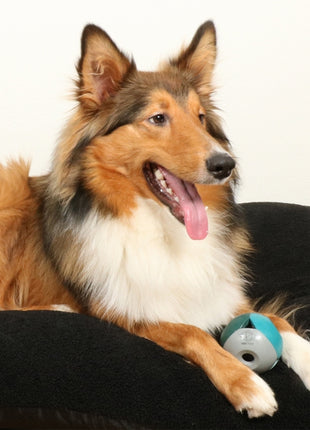 D&D Hundespielzeug Luca