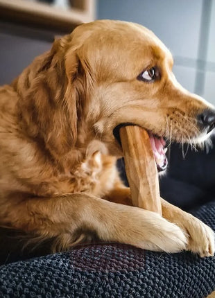 4DOGS Gryzak z drzewa oliwnego M