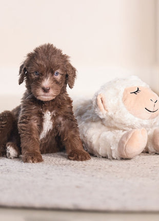 Beeztees Puppy Kuschelspielzeug Bowi