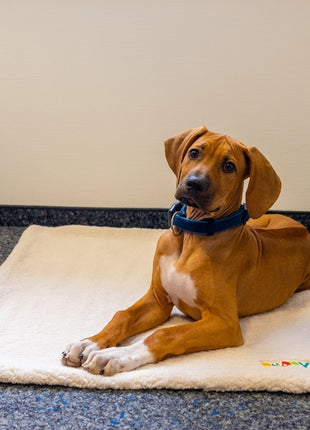 Nobby Liegematte Puppy - elfenbeinfarben