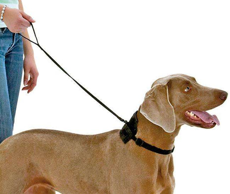 Karlie TOM DOG Halsband und Leine in einem