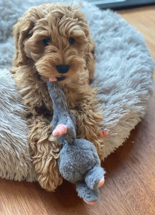 Bunny Puppy Crunchy Knot