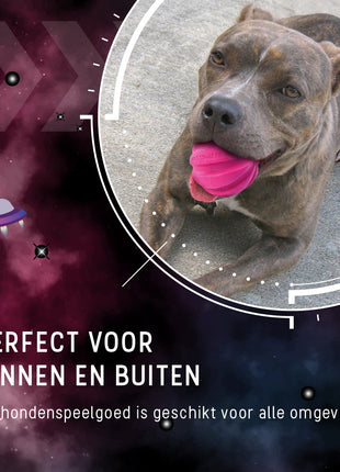 Dog Comets Halley Met Touw Roze