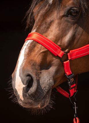 Excellent Superior Halster Rood