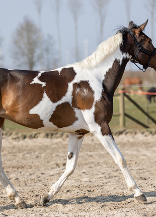 Excellent Horse Hi Gloss Glitter Spray Orange 250 ml