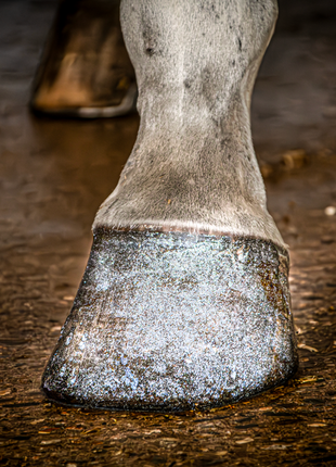 Excellent Horse Hi Gloss Glitter Hoof Polish Silver 150 ml