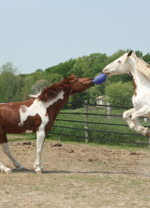 Jolly Ball Blauw (bosbes)