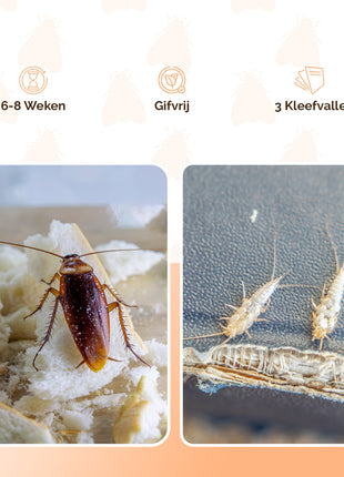Knock Pest Insectenval