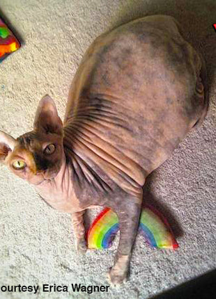 Yeowww! Rainbow