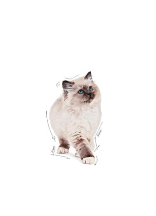 Royal Canin Kitten w sosie karma mokra dla kociąt do 12 miesiąca życia saszetka 85g