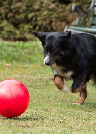 PROCYON Treibball
