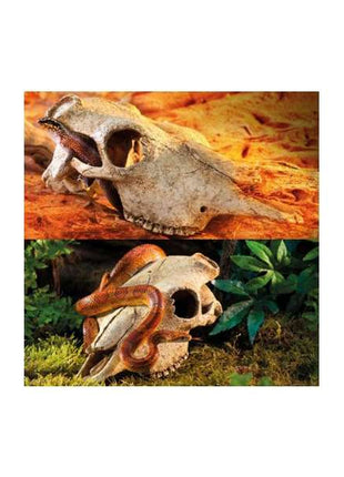 EXOTERRA Buffalo Skull