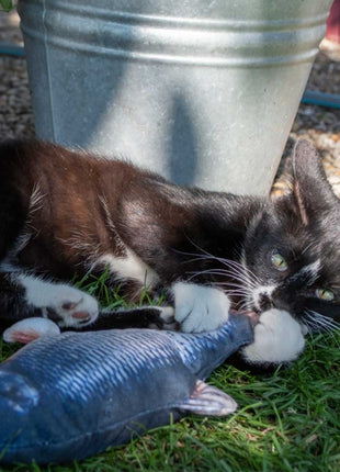 Robocat Lachs - 30 cm