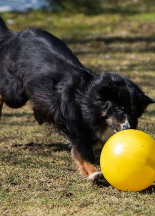 PROCYON Treibball
